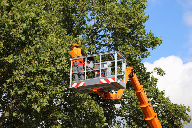 Professional Tree Service in St Francis, KS